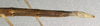 CollectionObject 1557920; NMW 399, dfa1cd39-21cc-4686-b77b-45cdce2c79b8: copyright Naturhistorisches Museum, Wien [Vienna]. female: end of abdomen, lateral view of Gratidia bituberculata (syntype). (CollectionObject).