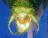 CollectionObject 1505313; b71307e7-dc91-41fb-aa40-cd0250c9d017: male abdominal apex (holotype). (CollectionObject).