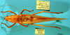 male, dorsal view. Depicts CollectionObject 1520492; 18a6709b-74cd-4881-baaa-7a61f5134ed4, a CollectionObject.