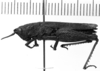 CollectionObject 1530389; d0027c61-d693-43a7-8ac0-0a4f24b3834b: Image Carbonell, C.S. female, lateral view (holotype). (CollectionObject).