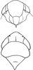 Head: Head, pro-, and mesothorax. (Observation).