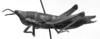 CollectionObject 1567378; 416b6663-5487-4330-a21d-3ee9662d4cca: Image Carbonell, C.S. female, lateral view (lectoallotype or paralectotype). (CollectionObject).