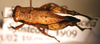 CollectionObject 1479234; c9292070-8f76-4e7c-a4dc-2bdc7d9940c3: female, dorsal view. (CollectionObject).
