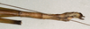 CollectionObject 1559567; NMW 1075, d835c82b-101c-4146-9101-5a5a572cfd50: copyright NMW, Vienna. male: end of abdomen, lateral view of synonym Candaules caesius (holotype). (CollectionObject).