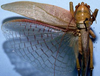 CollectionObject 1522258; 6d02298f-ccf5-4ea1-8bae-c863deec26a3: female, dorsal view (holotype). (CollectionObject).
