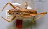 CollectionObject 1516490; a3448119-7806-4f99-b4c8-5348a5395b69: male, dorsal view (paratype). (CollectionObject).
