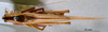 CollectionObject 1506721; 8db43aef-91f4-4c15-81f1-addc7b79763c: male, dorsal view (holotype). (CollectionObject).
