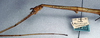CollectionObject 1561700; NMW 354, e2c8ba9a-0926-468f-8355-641099f4ae06: copyright NMW, Vienna. female (syntype). (CollectionObject).