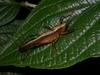 CollectionObject 1578223; 15a4a989-b64f-41f9-bff0-865db3461705: male, dorso-lateral view. (CollectionObject).