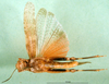 male, ventral view (holotype of Thalpomena libyana). Depicts CollectionObject 1501446; ddf75f91-5011-45da-a034-17a1c967e586, a CollectionObject.