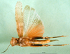 CollectionObject 1501446; ddf75f91-5011-45da-a034-17a1c967e586, DORSA BA000401S01: male, ventral view (holotype of Thalpomena libyana). (CollectionObject).