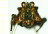 CollectionObject 1586203; 3d07d60f-4675-4cb4-8a0c-d2f63d3a0ccf: female, frontal view. (CollectionObject).