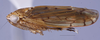 Habitus, lateral view: (Observation).