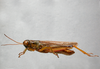 Leiotettix flavipes Bruner, 1906: male. (Otu).