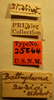 CollectionObject 1594755; bc395ee5-fa31-426a-a3b8-dd02c31fd03b: Bathydema socia - Holotype Labels (NMNH) - (CC BY-NC 3.0) - Photo by Pablo M. Dellapé with permission from the National Museum of Natural History (NMNH), Smithsonian Institution, Washington, D.C. (CollectionObject).