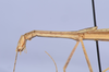 Carlius fecundus (Carl, 1915): copyright NHMB, Basel. female: head, lateral view (syntype). (Otu).