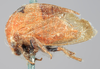 Habitus, lateral view: !! display not done !! on Stictocephala sanguinoapicalis Goding, 1893: (Observation).