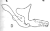 Aedeagus, lateral view on Cyphonia intermedia Sakakibara, 1968: (Observation).