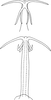 Aedeagus, ventral view on Edwardsiana menzbieri Zakhvatkin, 1948: Aedeagus, ventral view. (Observation).