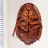 Epilampra jorgenseni (Rehn, 1913): Photo by Heidi Hopkins. ventral habitus. (Otu).