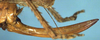 CollectionObject 1516740; 4f85737c-4de4-4150-8697-b5b3e6e022a6: female ovipositor (holotype). (CollectionObject).