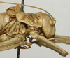 CollectionObject 1535997; 9e6fa90e-e92f-4f78-a35e-c829aa77fce1: female pronotum, lateral view (syntype). (CollectionObject).