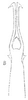 Aedeagus, ventral view: !! display not done !! on Agudus Oman, 1938: Aedeagus, ventral view. (Observation).