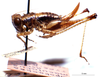 CollectionObject 1522285; fa40ba7a-4d1b-4271-8fef-7dcb4123ca07: female, lateral view (holotype). (CollectionObject).
