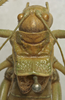 CollectionObject 1535216; e617f57e-a5b7-4e90-b926-ee9b10e366a5: female pronotum, dorsal view (lectotype). (CollectionObject).