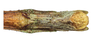CollectionObject 1597517; d5f24779-dd27-4ccc-91dc-c0391848caf0, QIMR T250917: copyright QM. female: end of abdomen, ventral view (holotype). (CollectionObject).