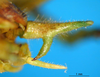 CollectionObject 1521378; 81f81e06-dd89-4e88-9321-14fe85fe7fda: male cerci (holotype). (CollectionObject).