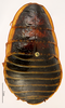 CollectionObject 1587347; MNHN(SF IMPORT DUPLICATE) MNHN-EP-EP3421, c87fc8f6-42a3-4b44-bcdf-f91ecef01087: CC BY-NC-ND 4.0/MNHN - Depraetere Marion - 2014. Syntype, female, of cambouini Saussure, 1891. Specimen number: MNHN-EP-EP3421. http://coldb.mnhn.fr/catalognumber/mnhn/ep/ep3421. (CollectionObject).