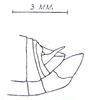 Pseudopyrgus curtipennis Kevan, 1966: Fig. 2 C. male terminalia, lateral view. (Otu).