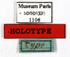 CollectionObject 1587191; MNHN(SF IMPORT DUPLICATE) MNHN-EP-EP1106, 807a2459-8a99-4fe8-a675-6b2b1c426500: CC BY-NC-ND 4.0/MNHN - Depraetere Marion - 2014. Holotype, female, of decolyi Bolívar, 1897. Specimen number: MNHN-EP-EP1106. http://coldb.mnhn.fr/catalognumber/mnhn/ep/ep1106. (CollectionObject).