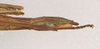CollectionObject 1562735; a7dfe26f-9ad9-41e7-ba68-68bf6a6a19fd: copyright QMBA. female: end of abdomen, lateral view (holotype). (CollectionObject).