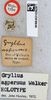 CollectionObject 1517736; dc663fae-5bbc-4356-9d57-4bf5162e1c94: labels (holotype). (CollectionObject).