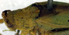 CollectionObject 1500690; 75fbbb75-1293-4d0b-bf6e-6d2ad137e6da, DORSA BTducadsHTM: male, pronotum (holotype of Ducetia adspersa). (CollectionObject).