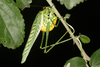 FieldOccurrence 3742; 65aeca84-4ebc-4b62-93ef-9435050a453d; Argentina: Chaco: General Güemes
Parque Nacional El Impenetrable, near field station El Teuco, 2019/12/25: female laying eggs at night (23 h). (FieldOccurrence).