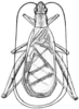 Oecanthus californicus pictipennis Hebard, 1935: Fig. 3. male, dorsal view. (Otu).