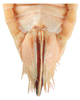 Ovipositor: !! display not done !! on Mendozellus asunctia Cheng, 1980: Ovipositor (after Duan et al., 2017). (Observation).