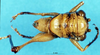 CollectionObject 1507255; 2d41d067-ee7b-46f0-a407-e651ecd74f39: male, dorsal view. (CollectionObject).