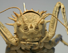 Hetrodes pupus pupus (Linnaeus, 1758): female, frontal view (holotype of Hetrodes macrurus). (Otu).