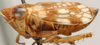 Habitus, lateral view: Colistra parvula, lateral habitus (BMNH). (Observation).