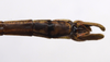 CollectionObject 1580863; ee6af533-e075-4897-9872-7cee36f0e422: copyright FRCS, Sabah. male: end of abdomen, ventral view (holotype). (CollectionObject).