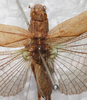 CollectionObject 1565817; 9f55c614-6209-42b8-a11b-599b19daa01a: female, dorsal view (syntype). (CollectionObject).