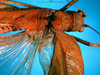 CollectionObject 1500608; 195d9e36-1b3d-4545-bb1f-167f8f4800d0, DORSA BTtroamyHTM: male head and pronotum, dorsal view (holotype). (CollectionObject).