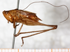 male, lateral view (paralectotype of Xiphidium propinquum). Depicts CollectionObject 1576645; 138f3397-5a24-4de2-8e1e-ee2910c8e85e, a CollectionObject.