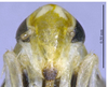 Head on Arboridia (Arboridia) cuihuashana Song & Li, 2013: (Observation).