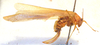 CollectionObject 1543524; d183bbfe-399c-42a2-a969-6df0e181cf3c: female, lateral view (syntype). (CollectionObject).
