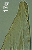 Ovipositor on Bretega quinispiverpa Stiller, 2017: Valvula II, apically. (Observation).